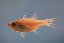 Bigtooth cardinalfish httpsuploadwikimediaorgwikipediacommonsthu