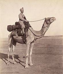 Bikaner Camel Corps httpsuploadwikimediaorgwikipediacommonsthu