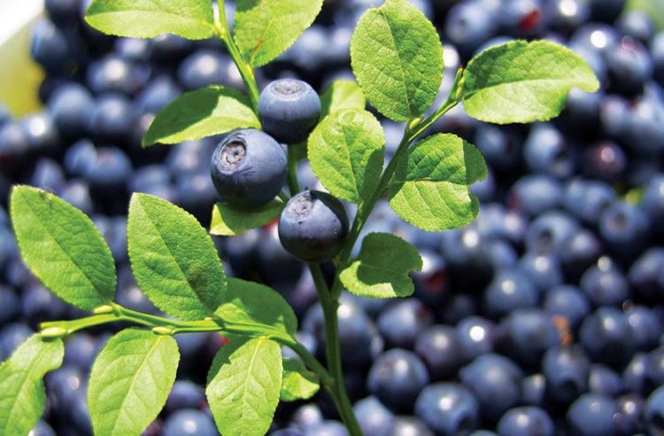 Bilberry Does Bilberry Extract Improve Night Vision in Pilots Go Flight