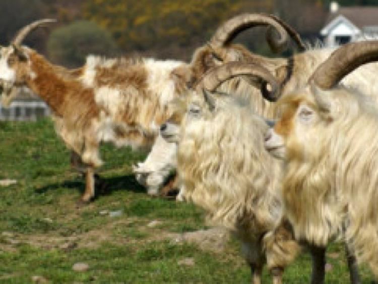 Bilberry goat Stolen rare goats may be offered for sale around Kilkenny Kilkenny
