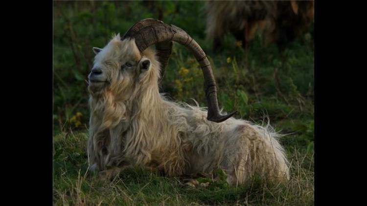 Bilberry goat The Bilberry Goats YouTube