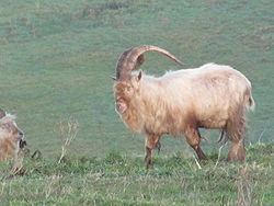 Bilberry goat Bilberry goat Wikipedia