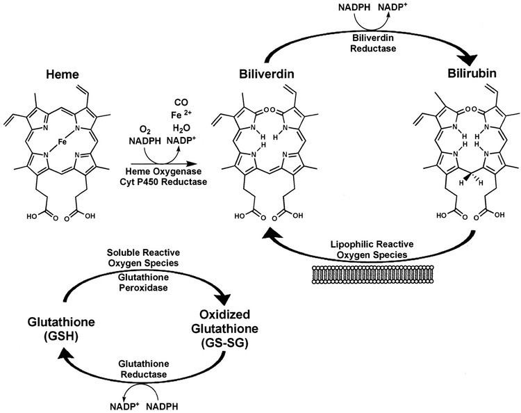 Biliverdin reductase Bilirubin Benefits Cellular Protection by a Biliverdin Reductase