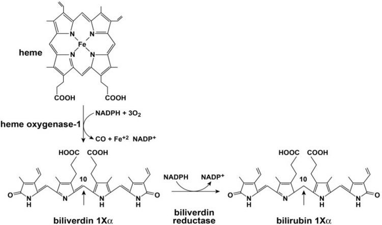 Biliverdin reductase Heme oxygenase and biliverdin reductase enzymes Figure 2 of 6
