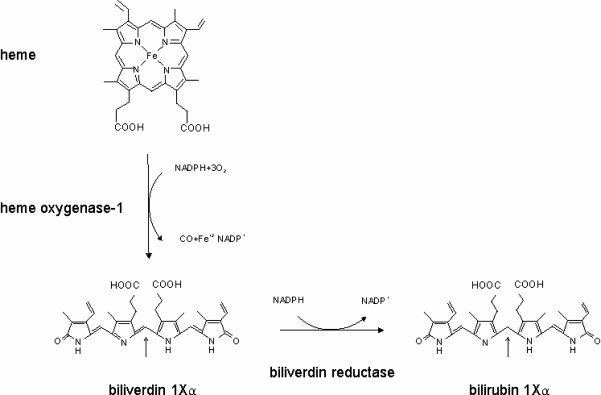 Biliverdin reductase Heme oxygenase and biliverdin reductase enzymatic reactions