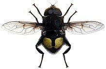 Bill Gates' flower fly httpsuploadwikimediaorgwikipediacommonsthu