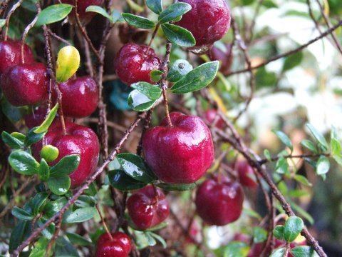 Billardiera longiflora Billardiera longiflora Purple Apple Berry plant lust