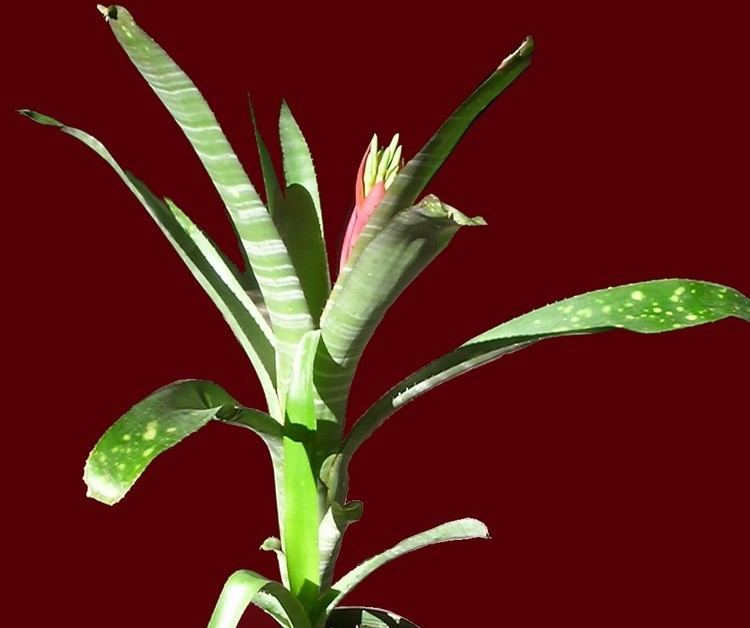 Billbergia amoena Bromeliads in Australia Billbergia amoena