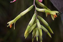 Billbergia distachya httpsuploadwikimediaorgwikipediacommonsthu