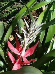 Billbergia macrocalyx httpsuploadwikimediaorgwikipediacommonsthu