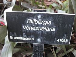 Billbergia rosea httpsuploadwikimediaorgwikipediacommonsthu