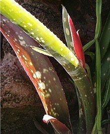 Billbergia saundersii httpsuploadwikimediaorgwikipediacommonsthu
