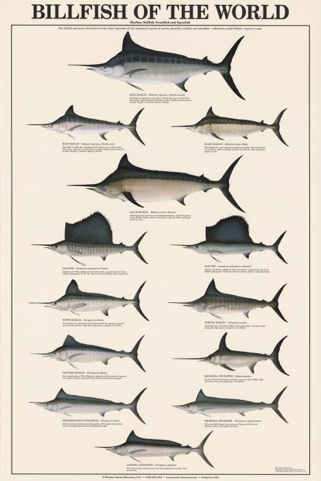 Billfish Billfish of the World Identification Chart Freshwater Fish Charts