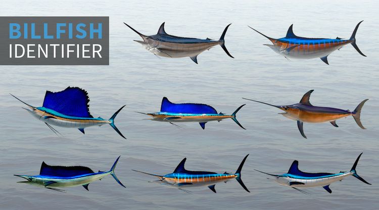 Billfish Billfish Identifier FISHTRACKCOM
