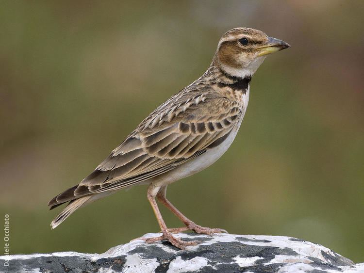 Bimaculated lark Bimaculated Lark KuwaitBirdsorg