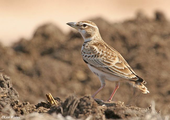 Bimaculated lark Birds of Israel Passeriformes Bimaculated Lark