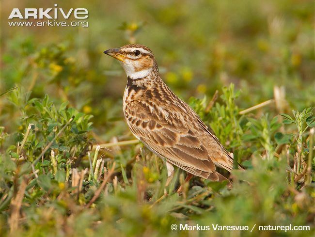 Bimaculated lark Bimaculated lark videos photos and facts Melanocorypha bimaculata