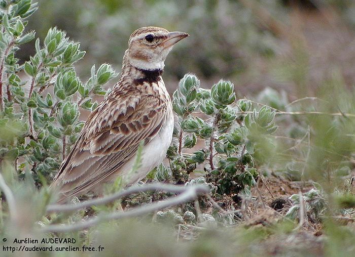 Bimaculated lark Bimaculated Lark Melanocorypha bimaculata videos photos and sound