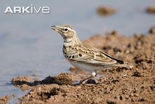 Bimaculated lark cdn2arkiveorgmedia88881ED93E0E0B438CADB18