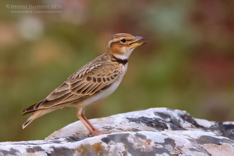 Bimaculated lark Bimaculated Lark Melanocorypha bimaculata ssp rufescens photo