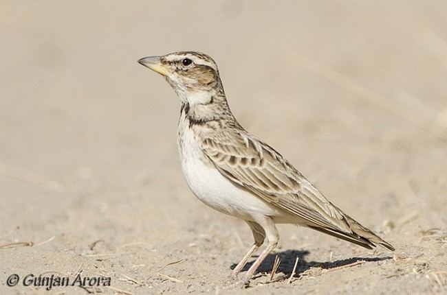 Bimaculated lark Oriental Bird Club Image Database Bimaculated Lark Melanocorypha