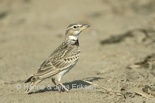 Bimaculated lark Bimaculated Lark