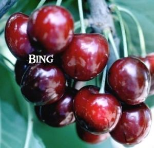 Bing cherry Bing Cherry Dave Wilson Nursery