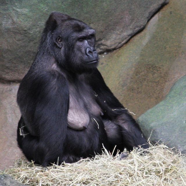 Binti Jua Binti Jua a female gorilla that lives in the Brookfield Zoo in