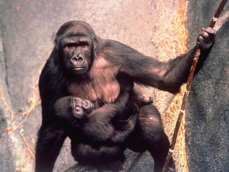 Binti Jua Gorilla Carries 3YearOld Boy to Safety After He Fell Into