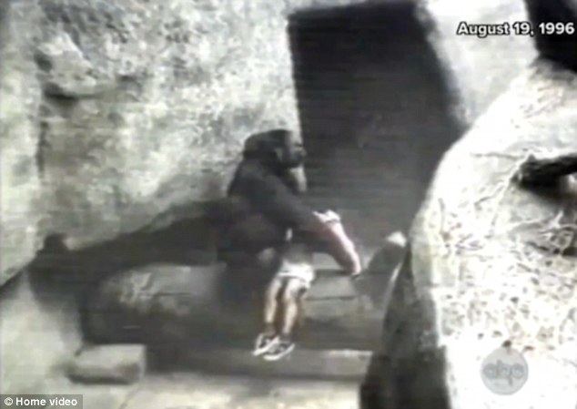 Binti Jua Video shows Chicago gorilla Binti Jua rescue child who fell into its