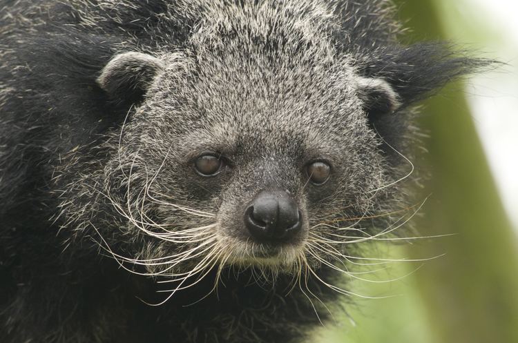Binturong The Creature Feature 10 Fun Facts About the Binturong or How Can