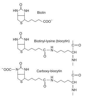 Biocytin Vitamin B7 Vitamin Vitality