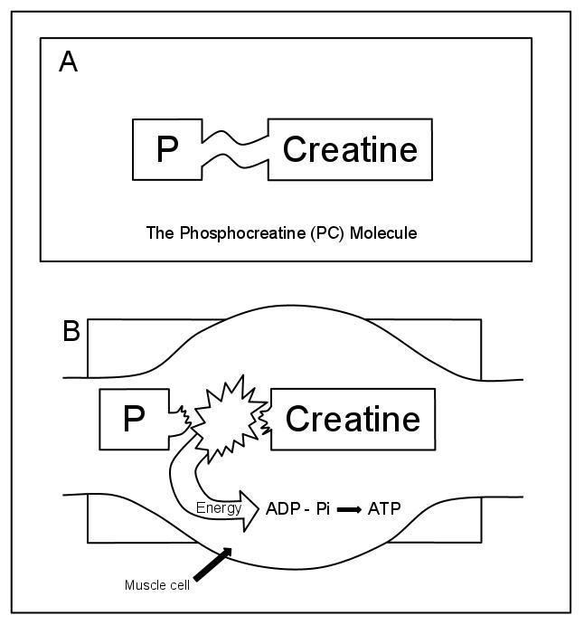 Bioenergetic systems