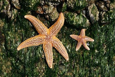 Bioindicator Common starfish can act as a bioindicator for heavy metal pollution