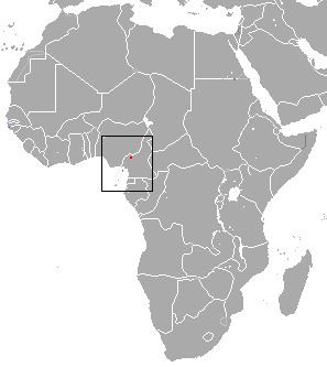 Bioko forest shrew