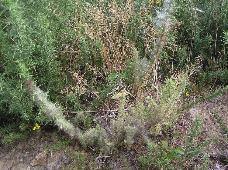 Biological control of gorse in New Zealand