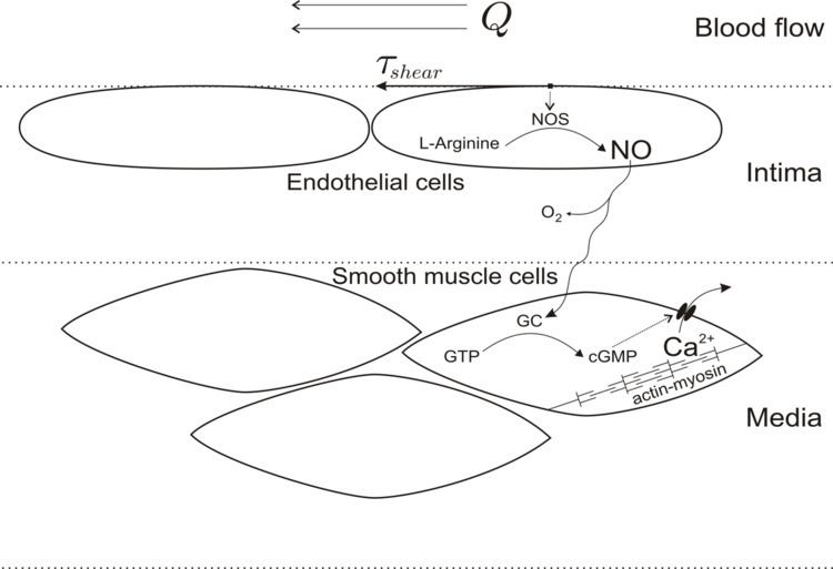 Biological functions of nitric oxide
