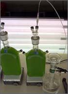 Biological hydrogen production (algae)