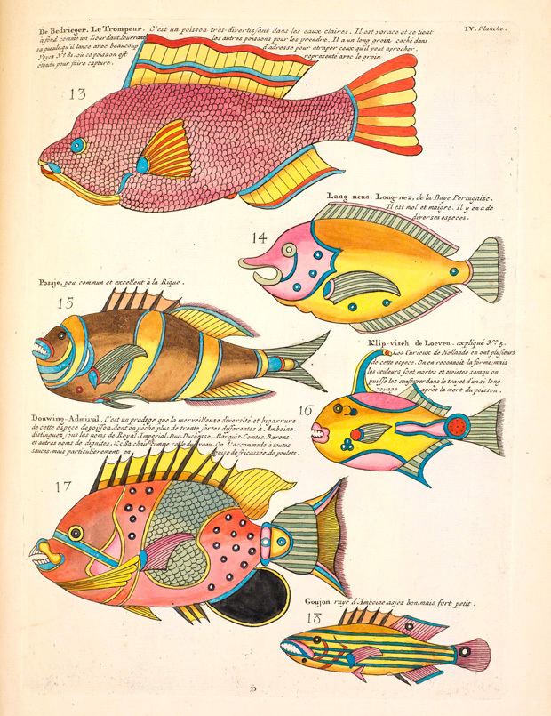 Biological illustration httpsuploadwikimediaorgwikipediacommonsee