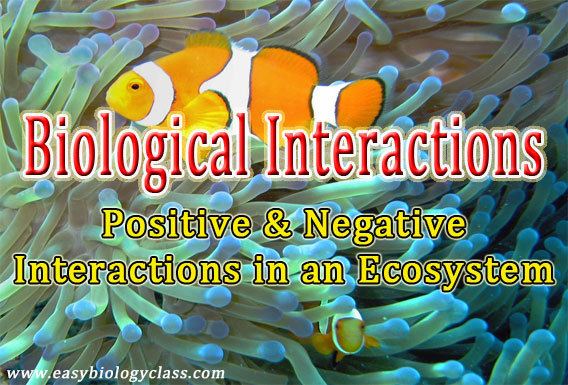 Biological interaction Interactions in an ecosystem PPT Example easybiologyclass