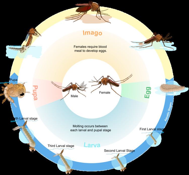 Biological life cycle