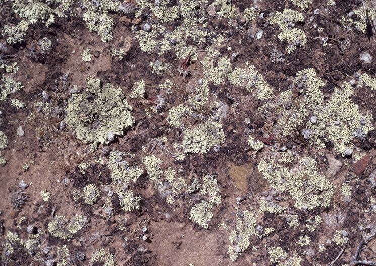 Biological soil crust Biological soil crust ANBG Lichen website