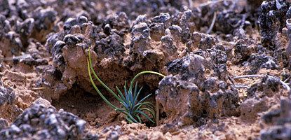 Biological soil crust Don39t Bust The Crustquot Restoring Disturbed Soil Crusts UPR Utah
