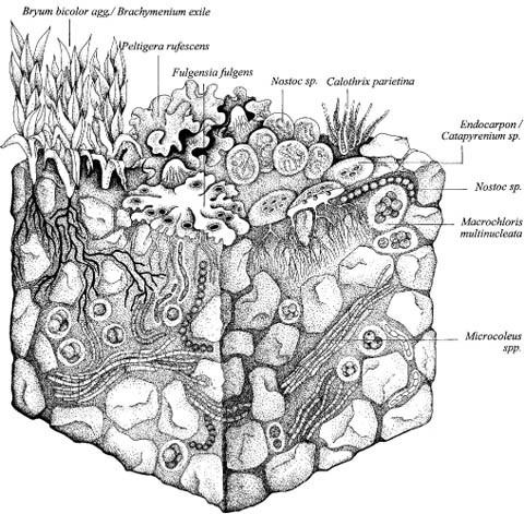 Biological soil crust Biotic Soil Crust CSUF Desert Ecology