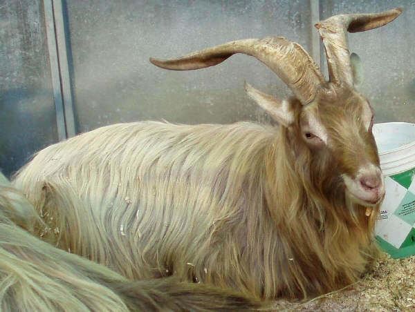 Bionda dell'Adamello Italian breeds of goats Bionda dell39Adamello