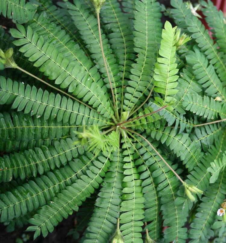 Biophytum sensitivum Biophytum sensitivum Paul Shirley Succulents