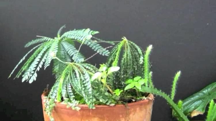 Biophytum sensitivum Biophytum sensitivum YouTube