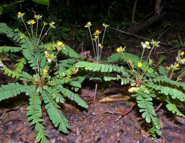 Biophytum sensitivum Biophytum sensitivum Oxalidaceae image 55697 at PhytoImagessiuedu