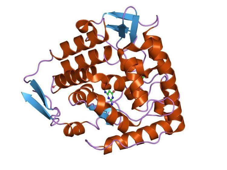 Biopterin-dependent aromatic amino acid hydroxylase