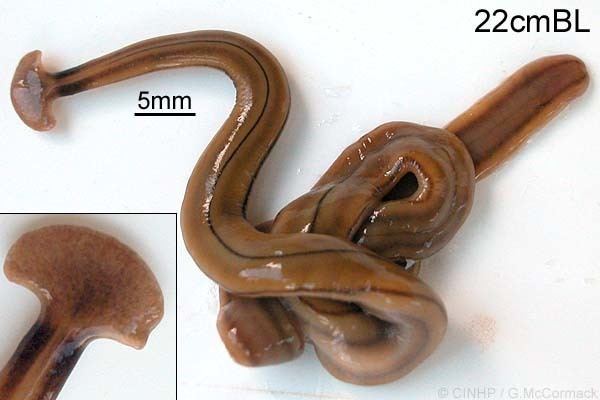 Bipalium kewense Cook Islands Biodiversity Bipalium kewense Potplant Flatworm